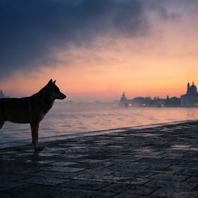 Lupo in controluce su una banchina di Venezia all’alba, tra notte e giorno